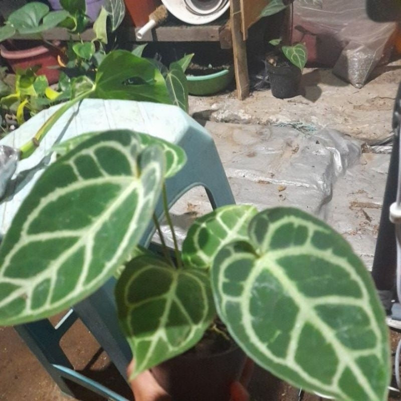 Sindo - Anthurium Hybrid | Live Plant for Your Garden or Indoor Space