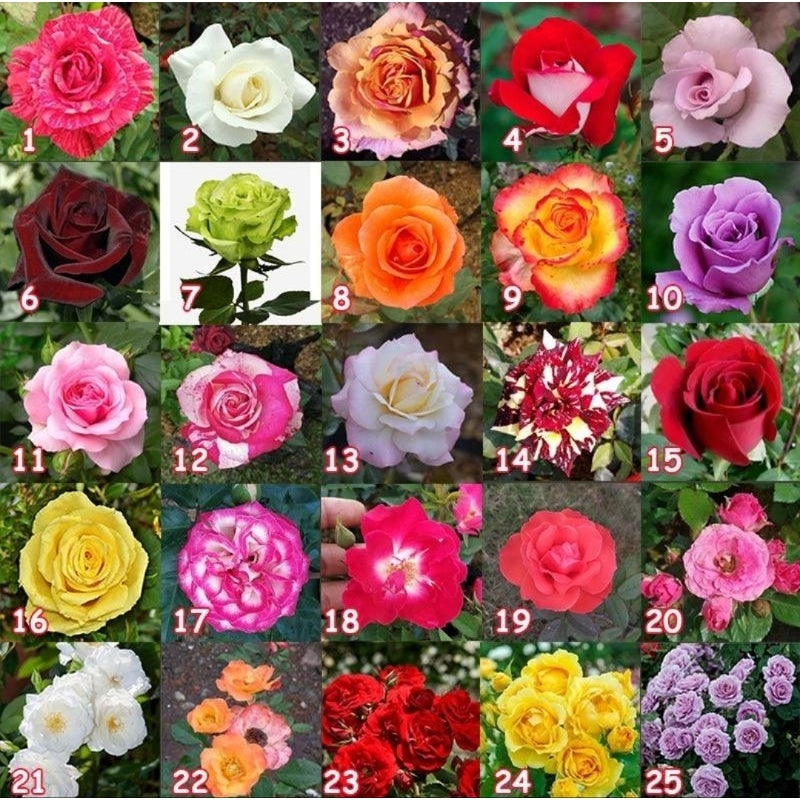 Sindo - Grafted Rose Plants - Assorted Colors, Leafless Elegance