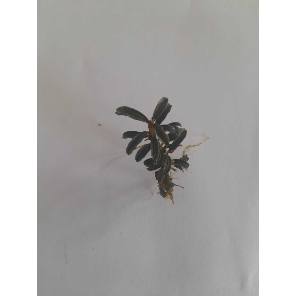 Sindo - Bucephalandra Mini Phantom: Captivating Aquatic Elegance for Your Aquarium -  Per Rhizome