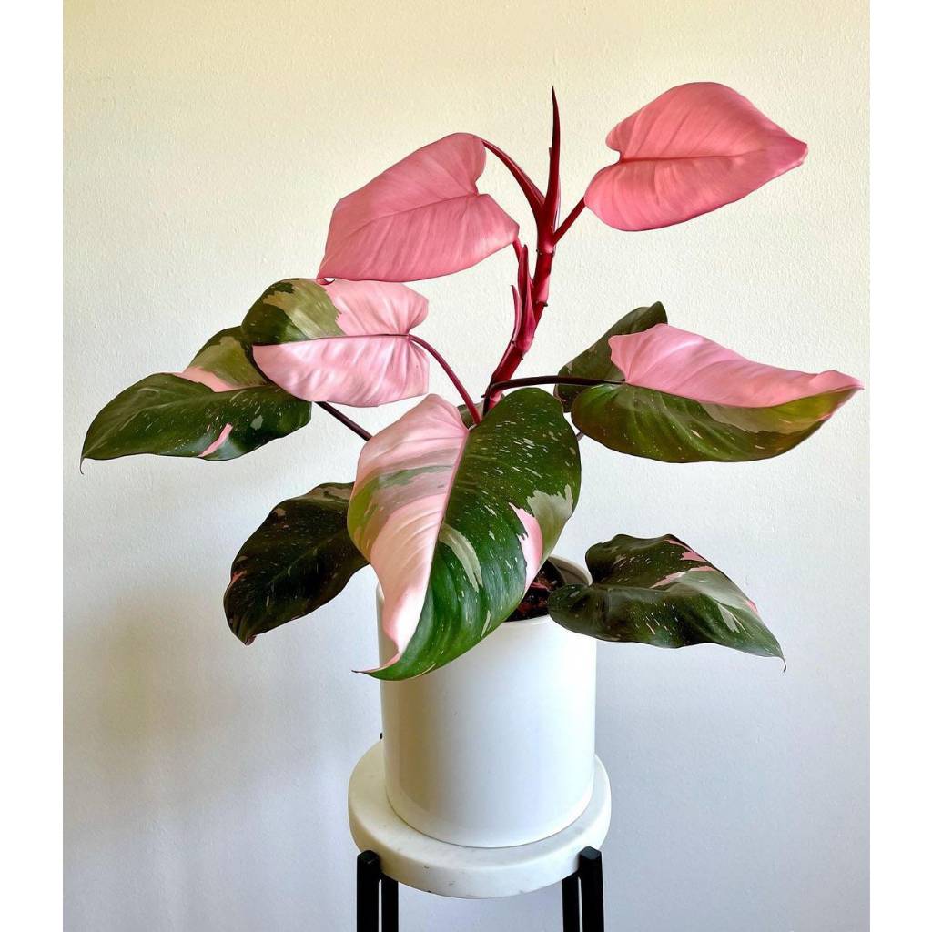 Sindo - The Royalty of Plant Life: Philodendron Pink Princess Frech Cutting Greetings