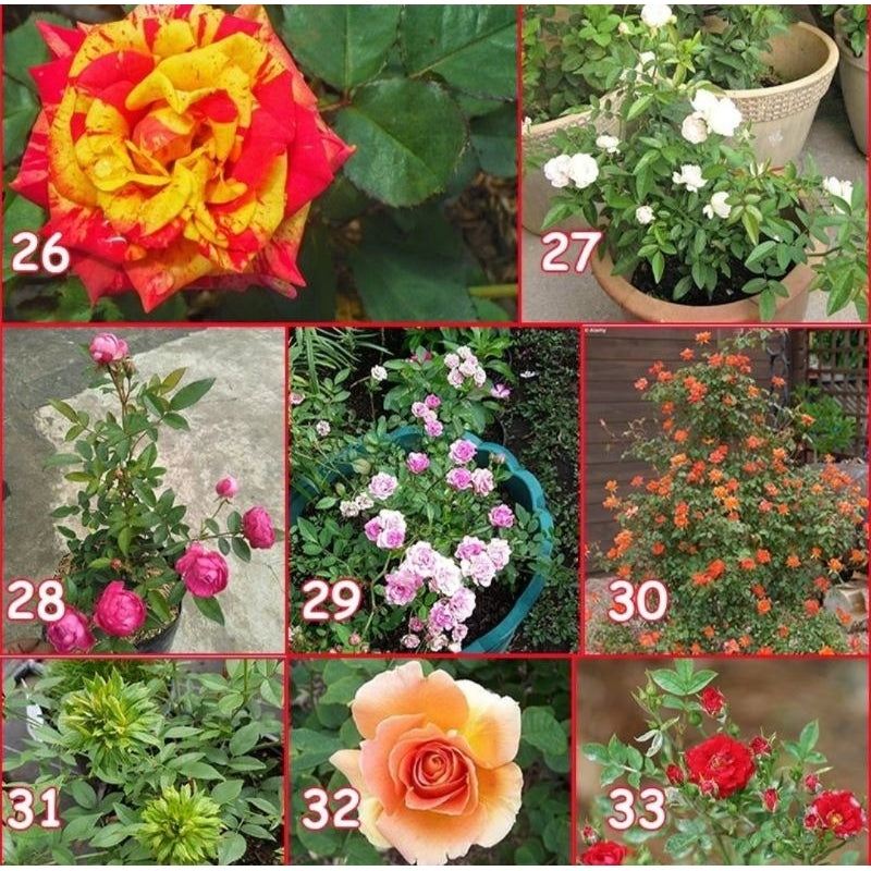 Sindo - Grafted Rose Plants - Assorted Colors, Leafless Elegance