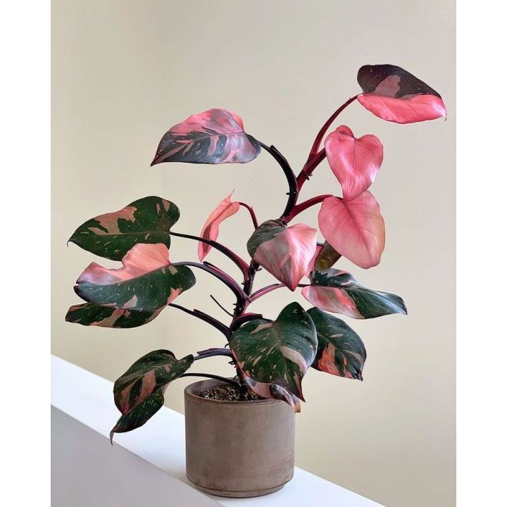 Sindo - The Royalty of Plant Life: Philodendron Pink Princess Frech Cutting Greetings