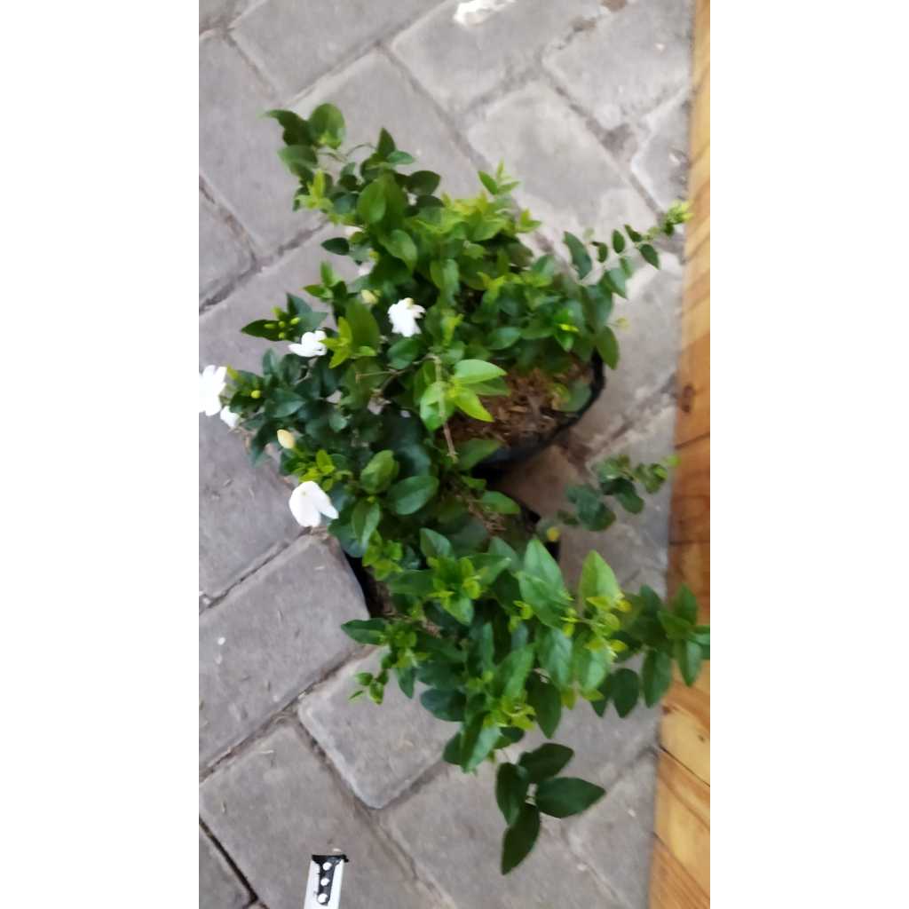 Sindo - Jasmine Bundle 2pcs.