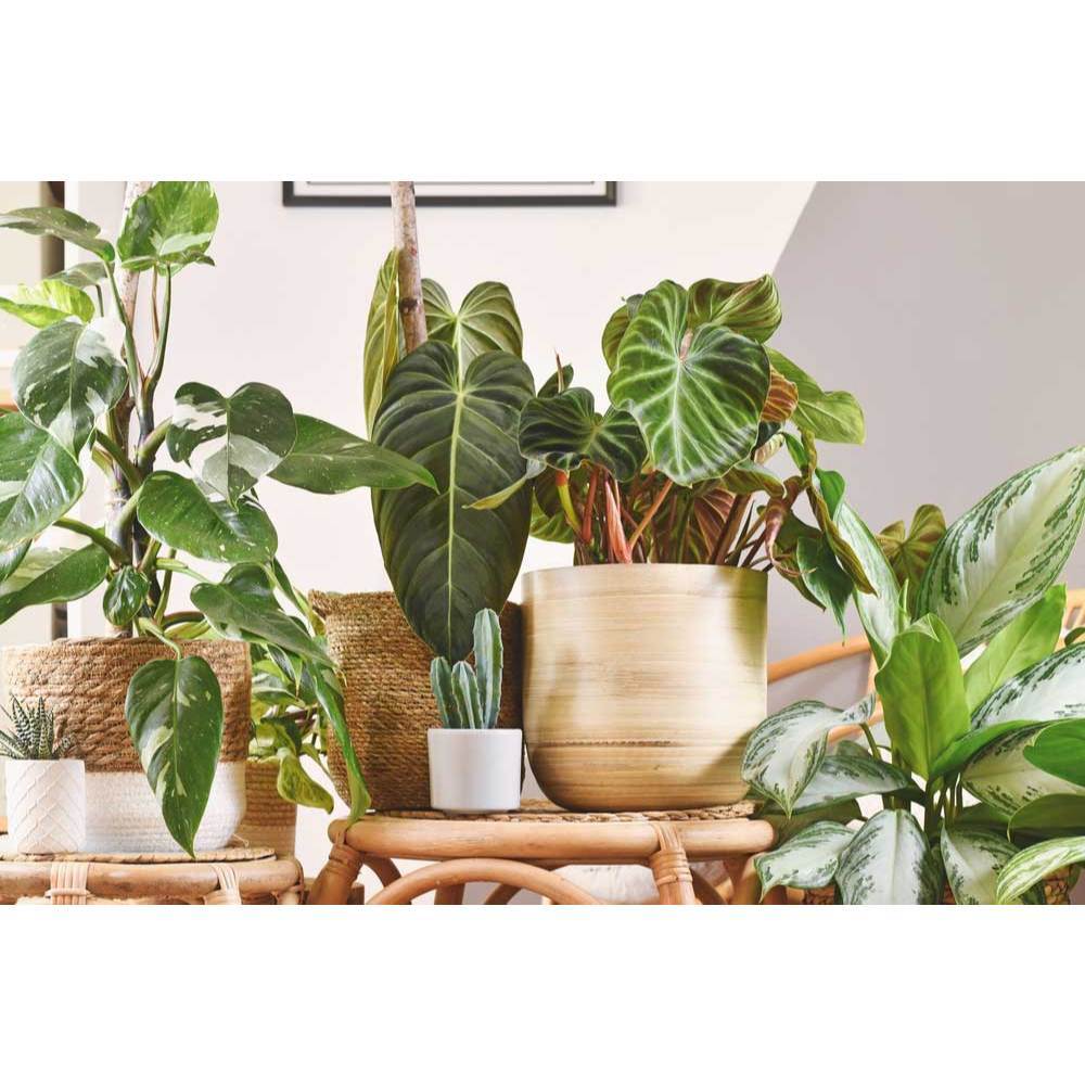 Sindo - Philodendron Variegated  Fresh Cutting Collection, Philodendron Plants  Exquisite