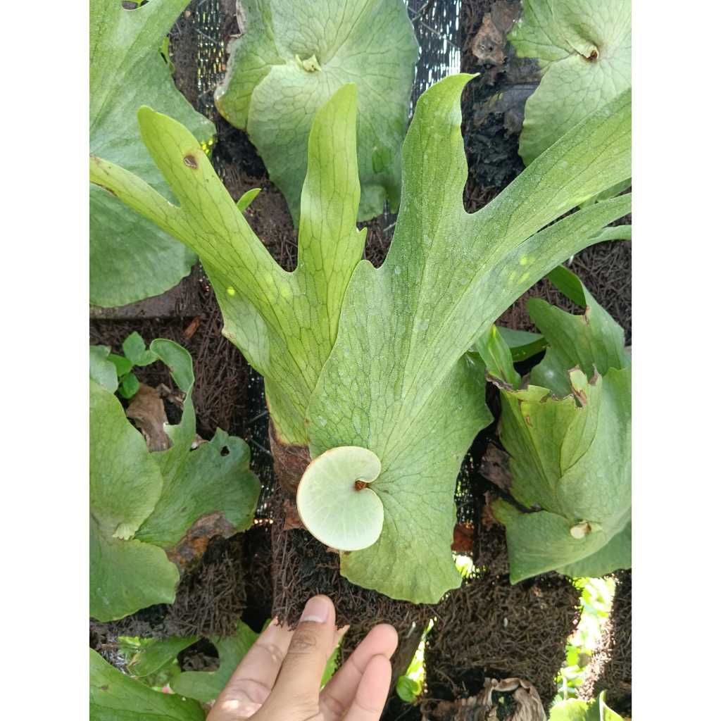 Sindo - Platycerium Wandae Unveiling the Delicate Charm of the Miniature Staghorn Fern