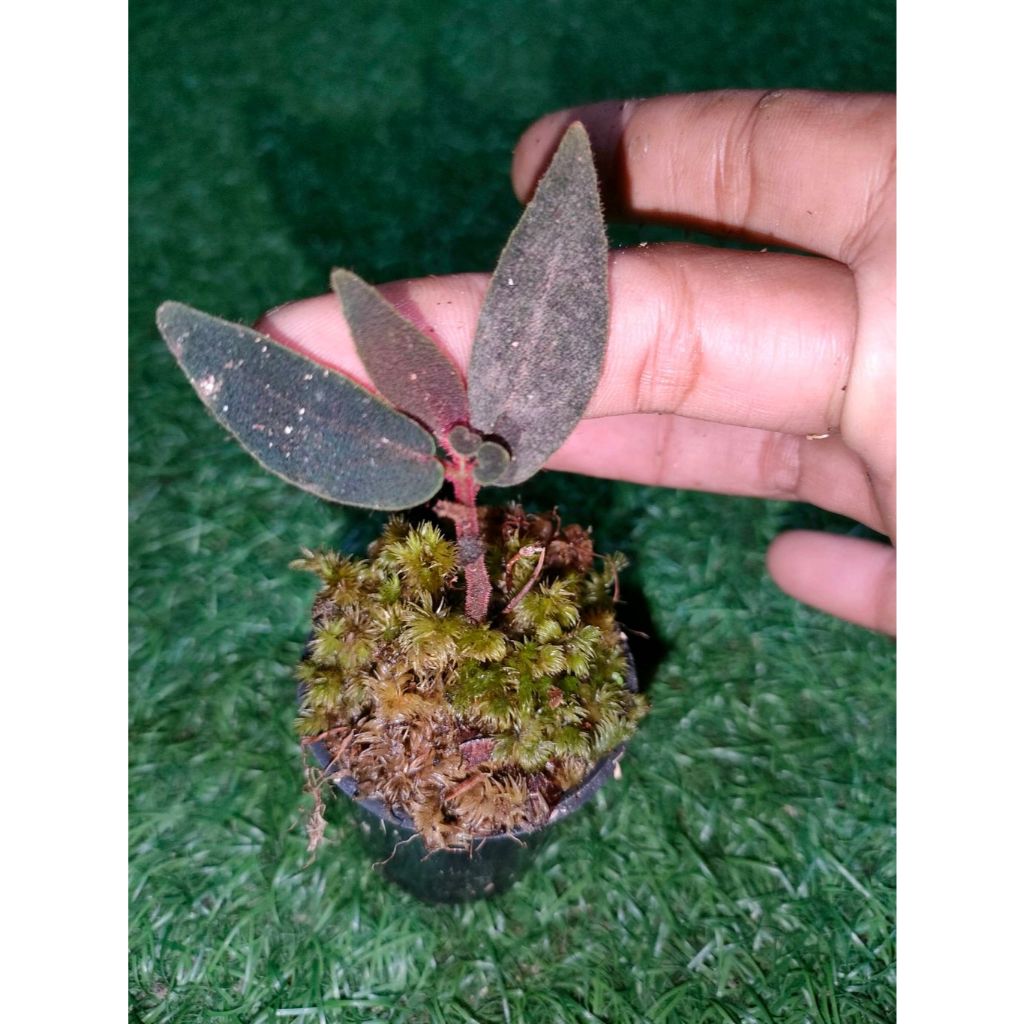 Sindo - Sonerila Sp Live Plant R9L95BXDA1