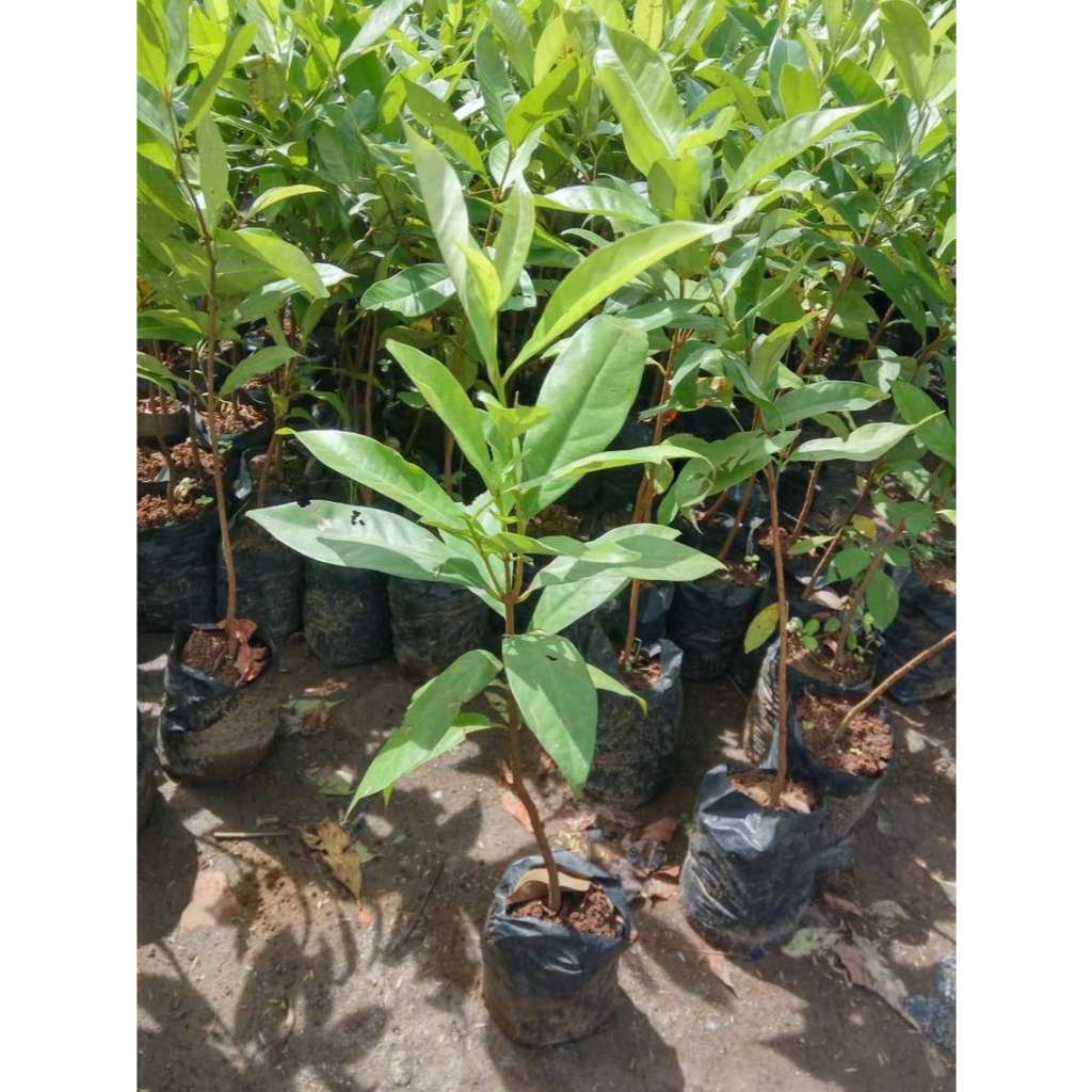 Sindo - Pokok Daun Salam: Penambah Rasa dan Penyembuhan Alami