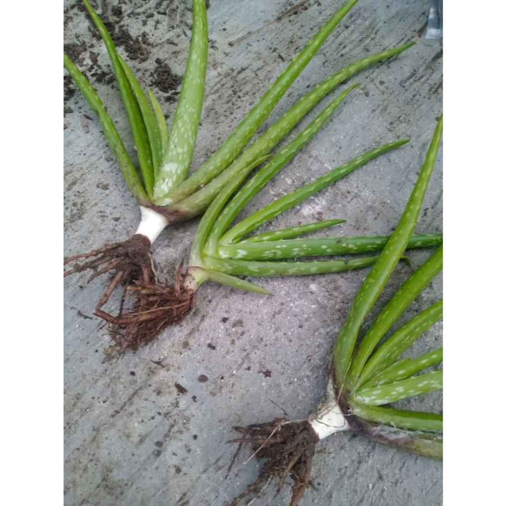 Sindo - Aloe Vera Plant for Face, Skin, and Hair Beauty