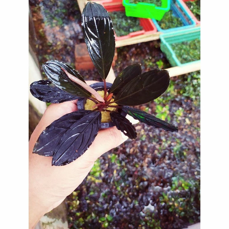 Sindo - Bucephalandra Skeleton King - Aquatic Plant (Per Rhizome)