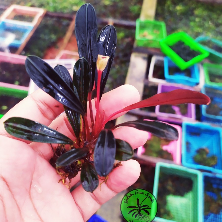 Sindo - Bucephalandra Pink Lady Per Rhizom