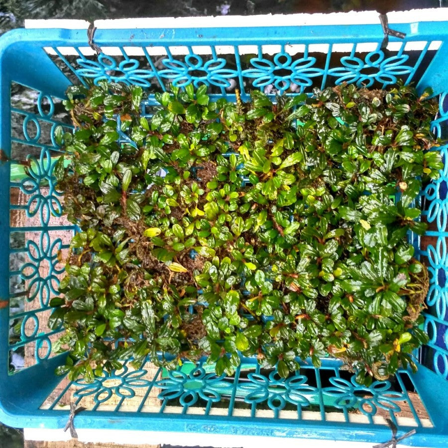 Sindo - Bucephalandra sp. Mini Sanggau - Unique Aquatic Plant