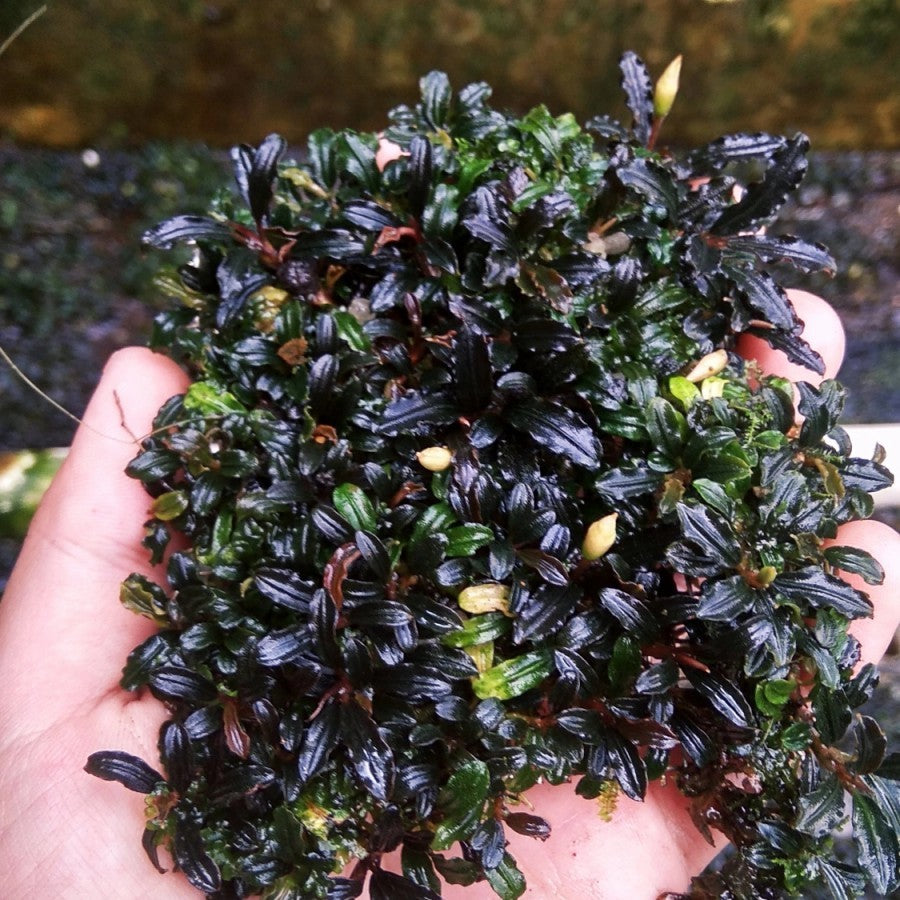 Sindo - Bucephalandra Mini Phantom: Captivating Aquatic Elegance for Your Aquarium -  Per Rhizome