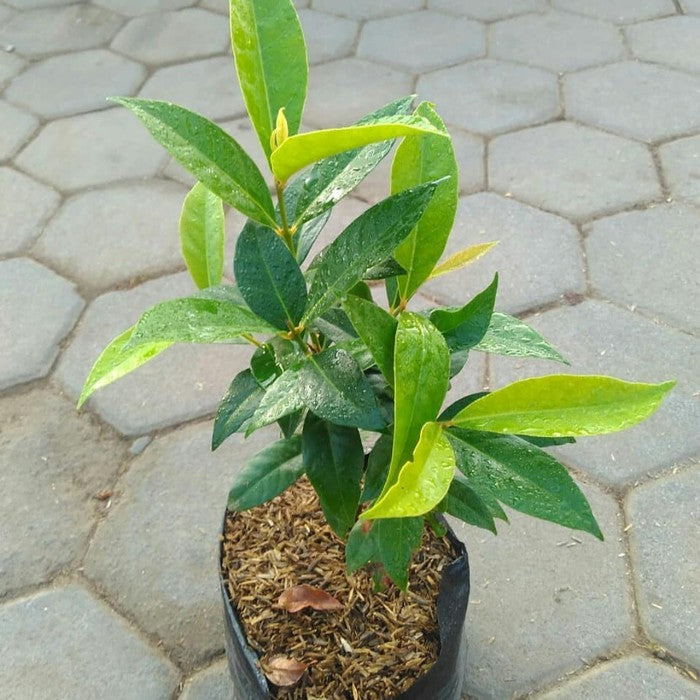 Sindo - Pokok Daun Salam: Penambah Rasa dan Penyembuhan Alami