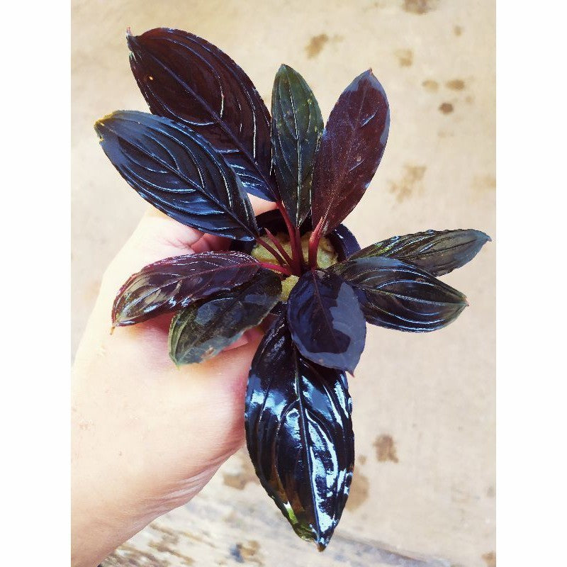 Sindo - Bucephalandra Skeleton King - Aquatic Plant (Per Rhizome)