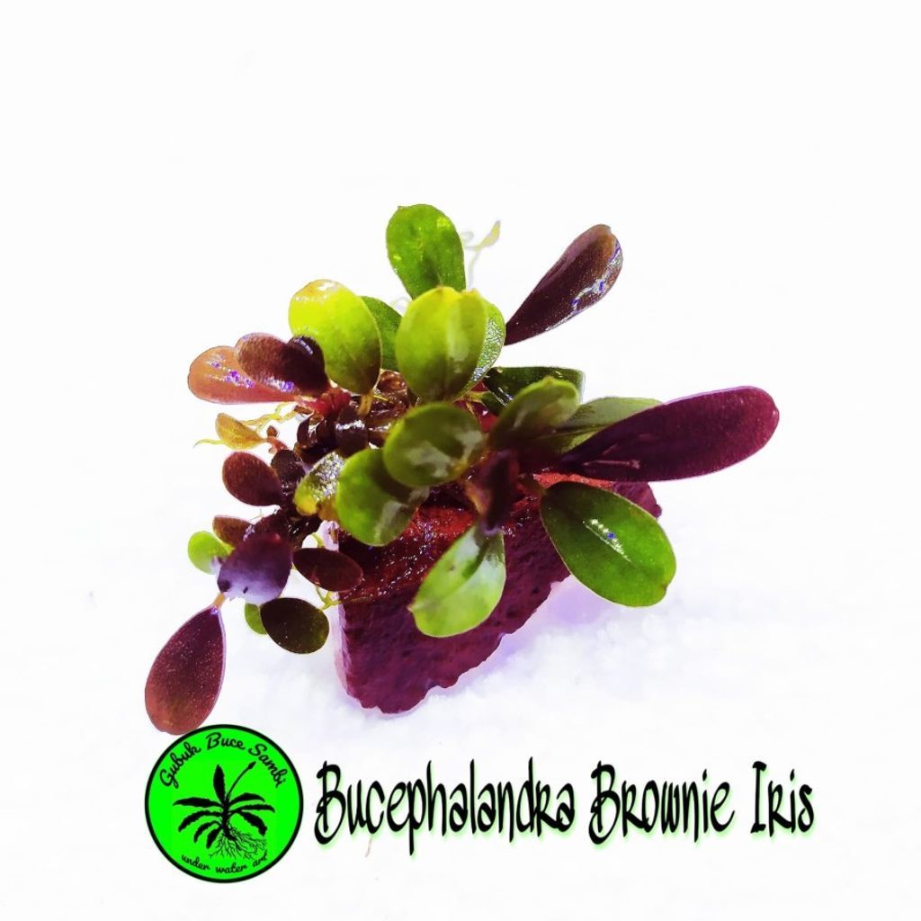 Sindo - Bucephalandra sp. Brownie Iris - Per Rhizome Enhance Your Aquascape with Striking Colors