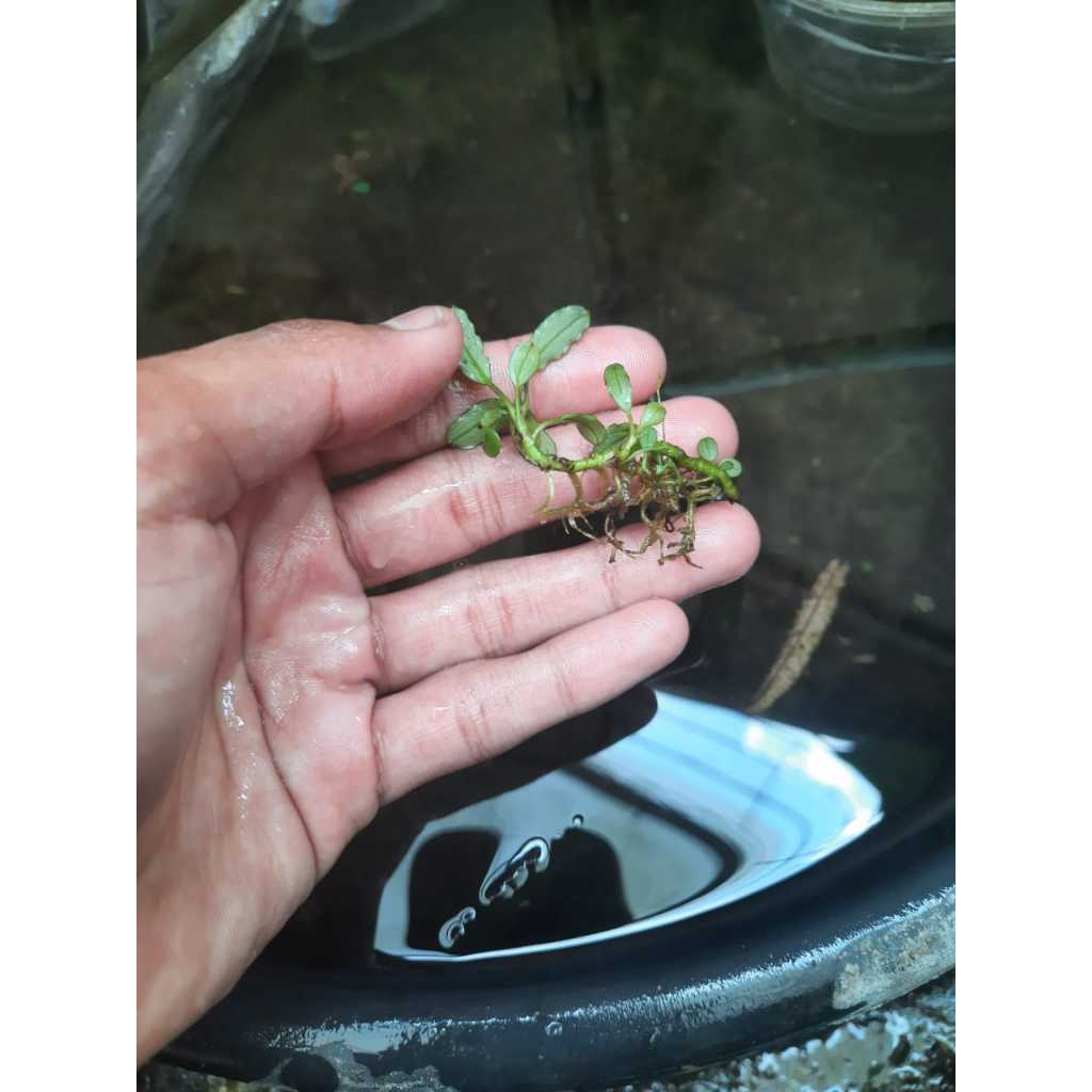 Sindo - Bucephalandra Mini Mix Per Rhizome