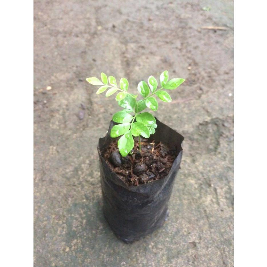 Sindo - Curry Leaf Plant: Essential for Authentic Cooking