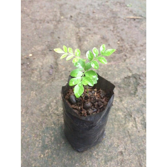 Sindo - Curry Leaf Plant: Essential for Authentic Cooking