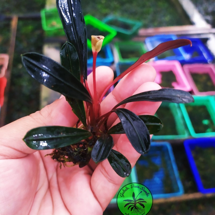 Sindo - Bucephalandra Pink Lady Per Rhizom