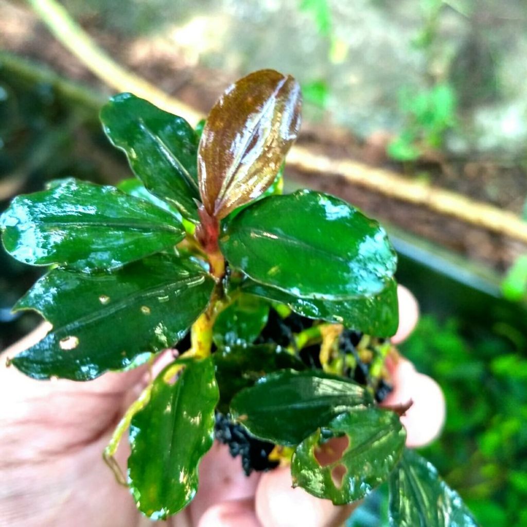Sindo - Bucephalandra sp. Lamandau - Per Rhizome Discover the Allure of Exotic Aquatic Beauty