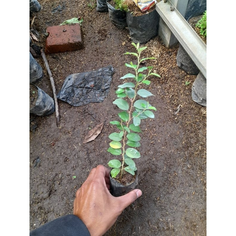 Sindo - Bidara Plant for Ruqyah: Authentic Islamic Healing from Arabia