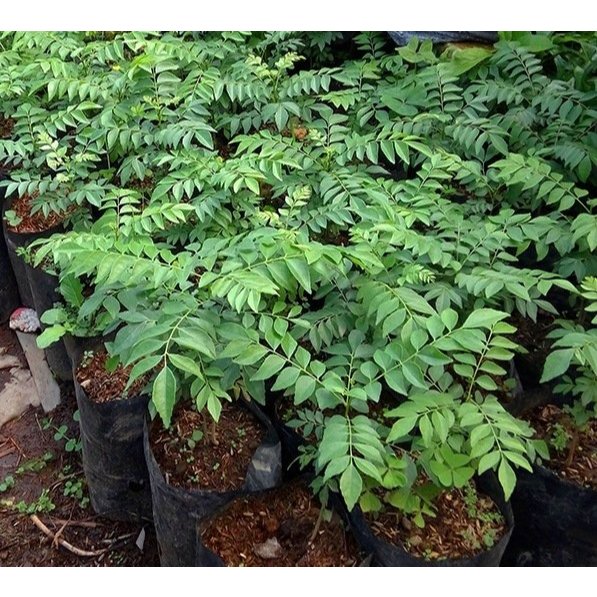 Sindo - Curry Leaf Plant: Essential for Authentic Cooking