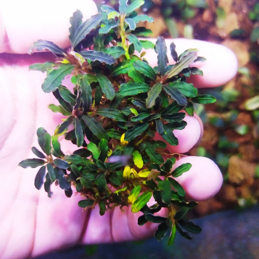 Sindo - Bucephalandra sp. Kedagang Mini - Elegant Aquatic Plant -  Per Rhizome