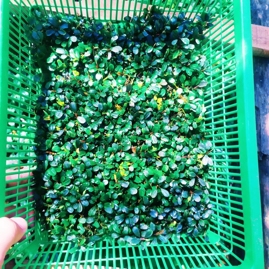 Sindo - Bucephalandra Mini Red Kapit - Vibrant Aquatic Plant -  Per Rhizome