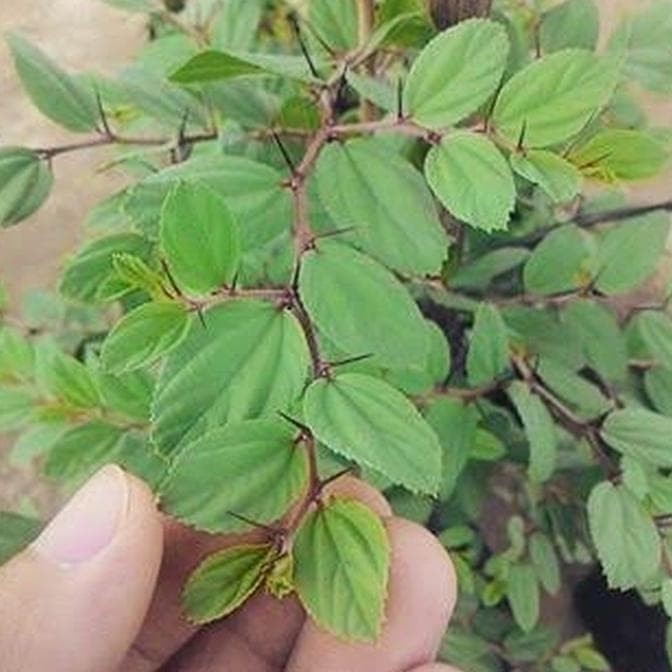 Sindo - Pokok Bidara untuk Ruqyah: Penyembuhan Islamik Asli dari Arab