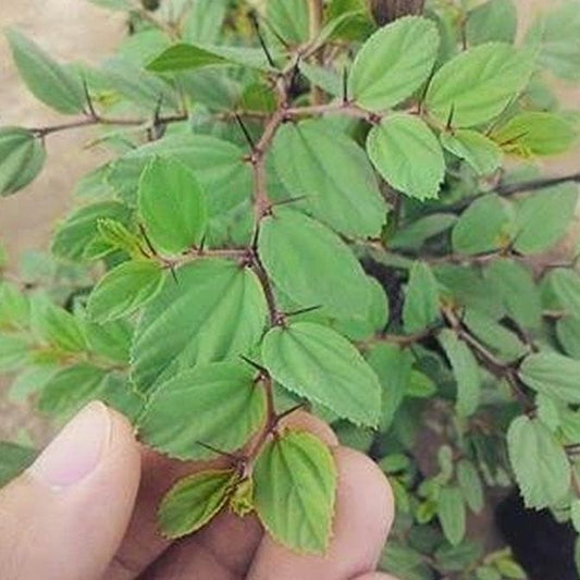 Sindo - Pokok Bidara untuk Ruqyah: Penyembuhan Islamik Asli dari Arab