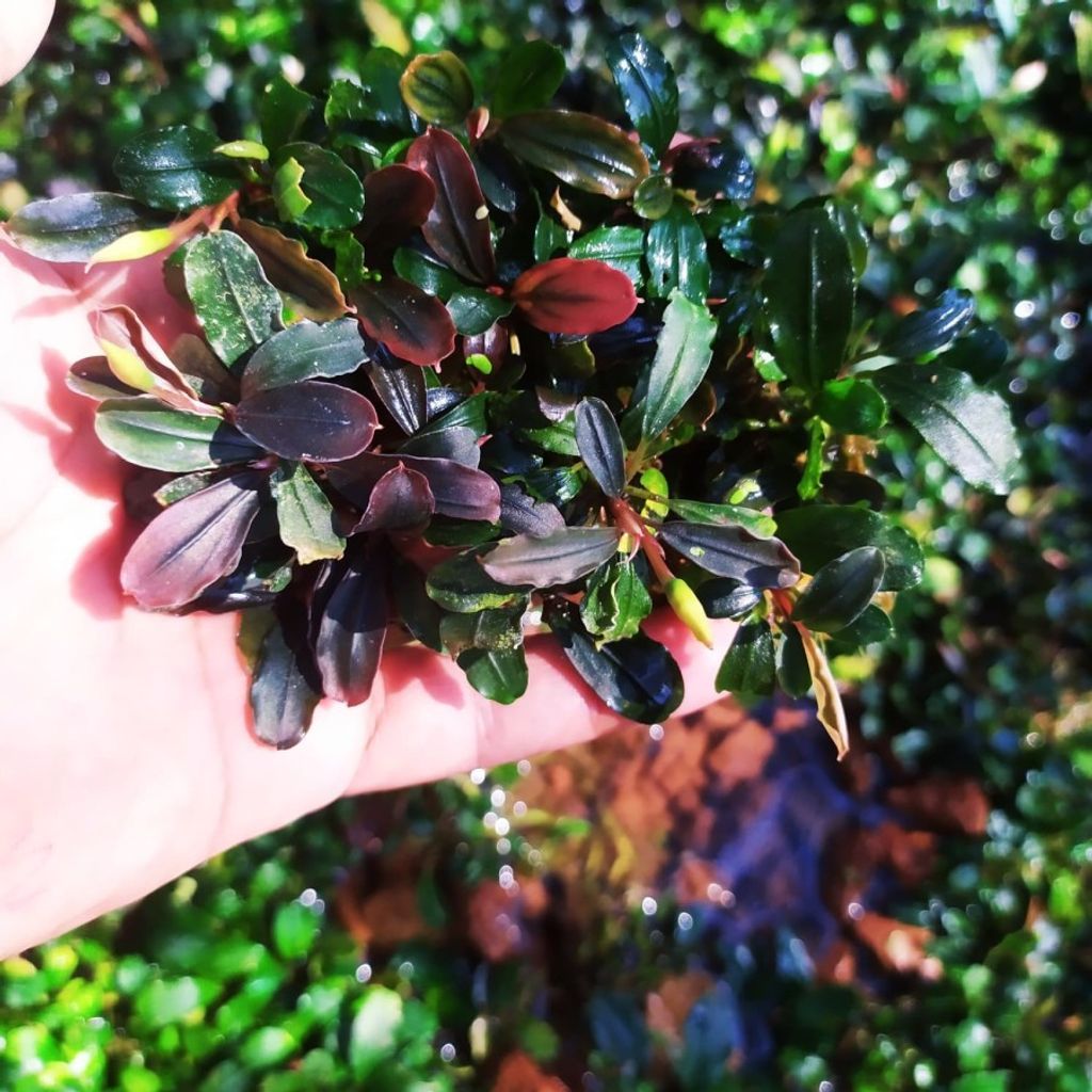 Sindo - Bucephalandra Brownie Series Rhizome | Rich Hues for Your Aquascape!