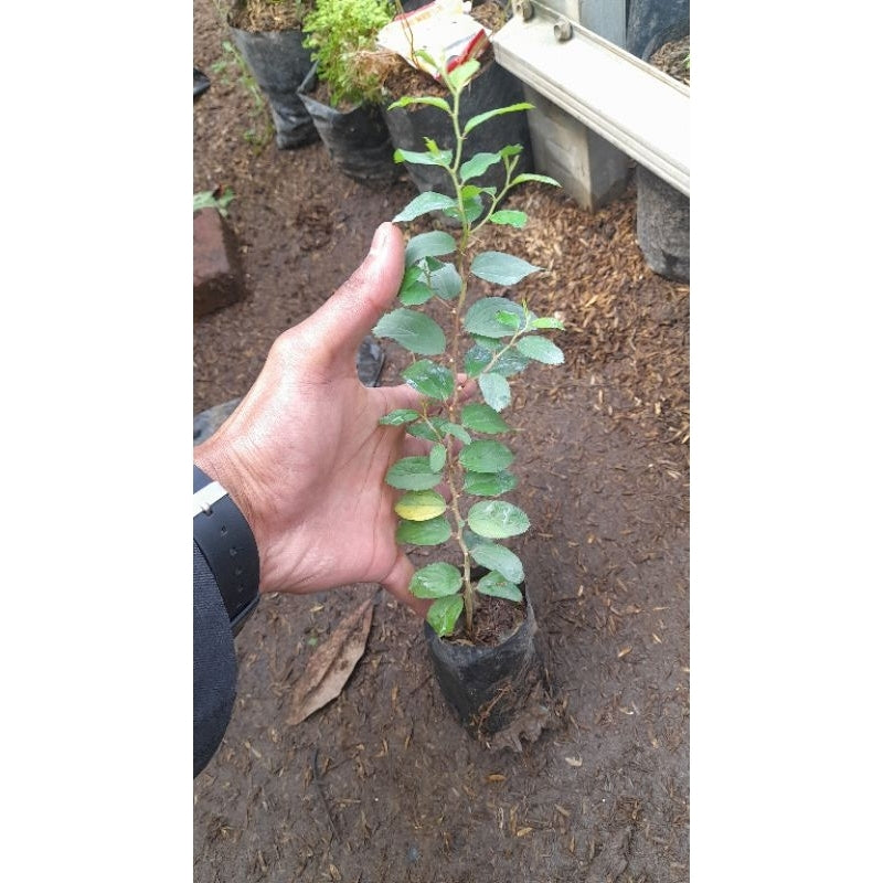 Sindo - Bidara Plant for Ruqyah: Authentic Islamic Healing from Arabia