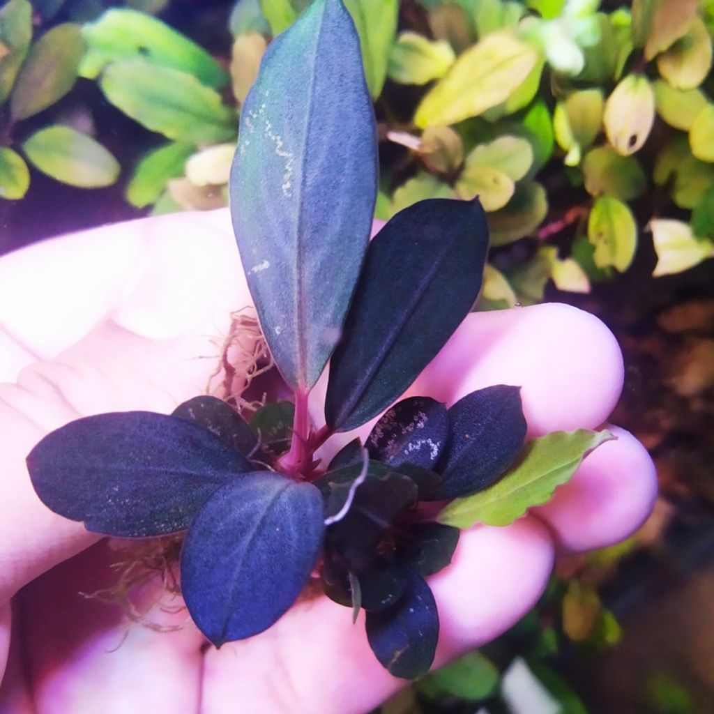 Sindo - Bucephalandra sp. Dark Silver Grey - Per Rhizome Elevate Your Aquascape