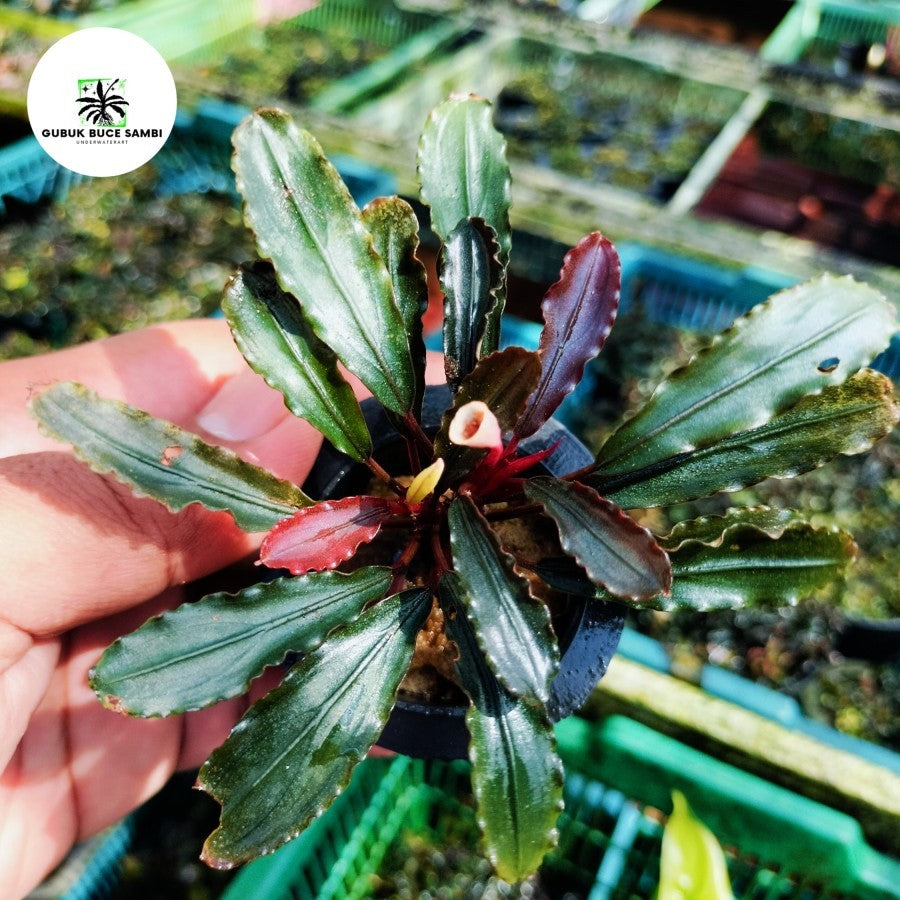 Sindo - Bucephalandra Kalteng Kedagang Red Per Pot