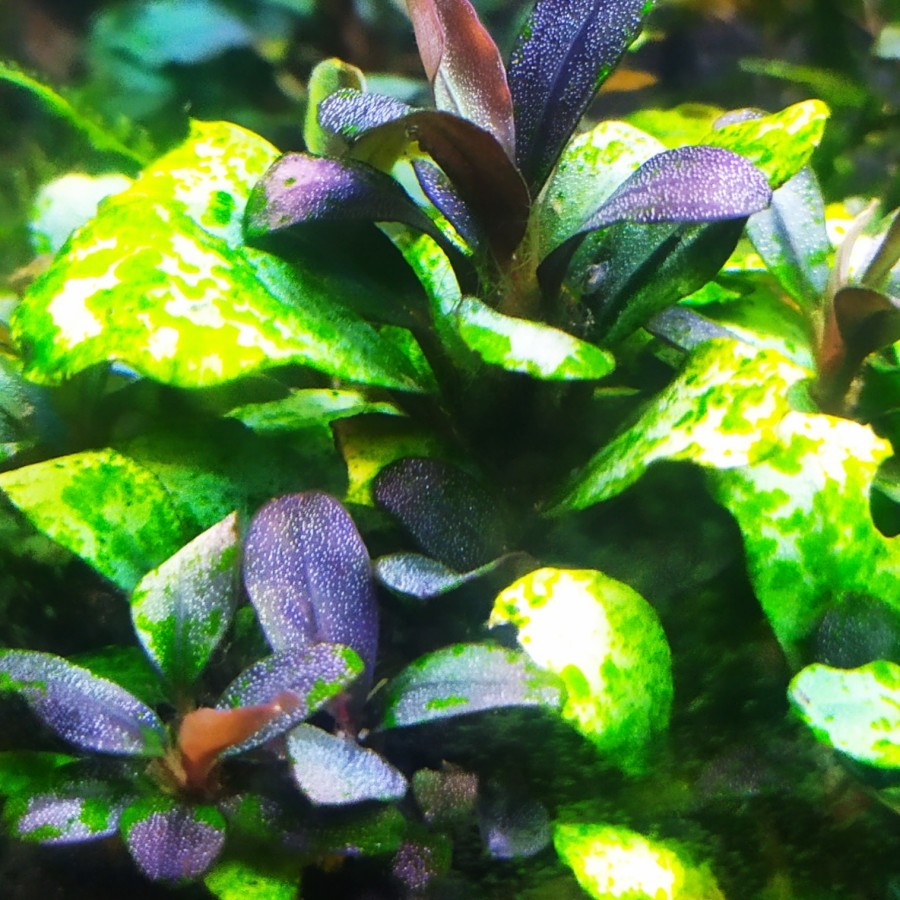 Sindo - Bucephalandra Mini Red Kapit - Vibrant Aquatic Plant -  Per Rhizome