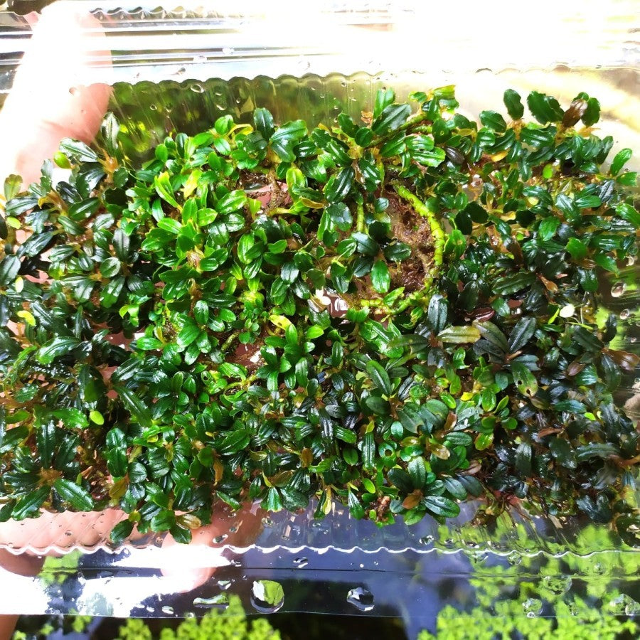 Sindo - Bucephalandra Mini Boyan Per Rizhome
